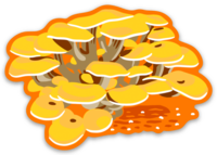 Golden Oyster Mushroom Sticker